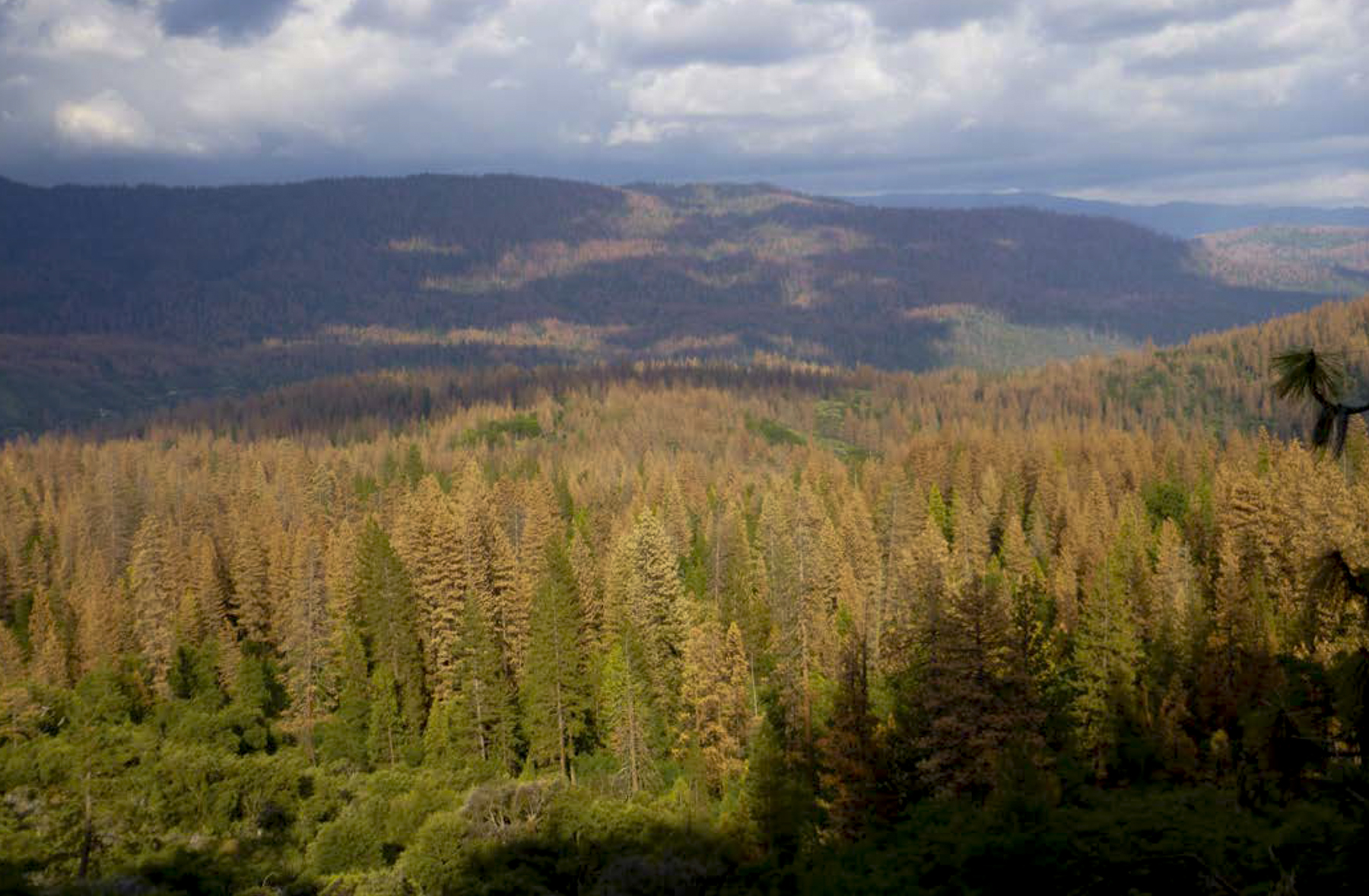 Photo of California Forest