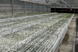 photo of forest seedlings in the nursery