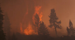 photo of burning forest