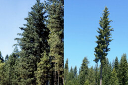 Photo of properly trimmed tree in forest