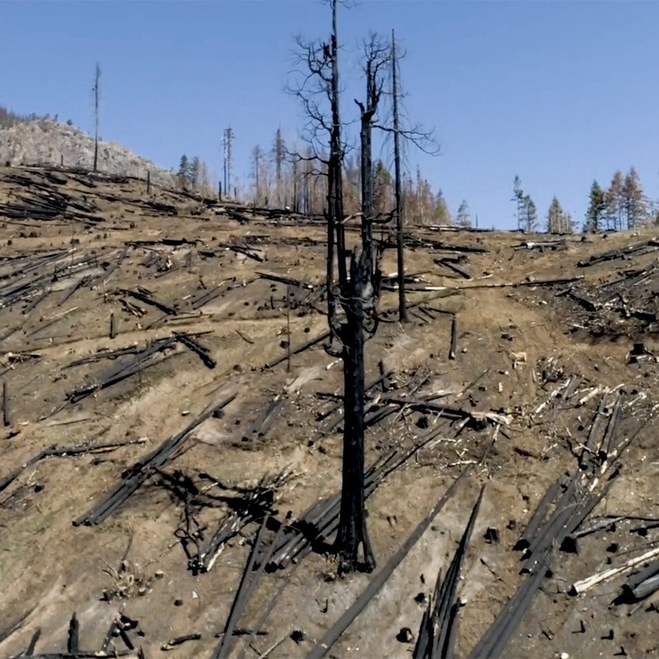 Photo of burned forest