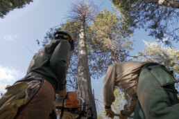 photo of forestry workers cutting down a tree