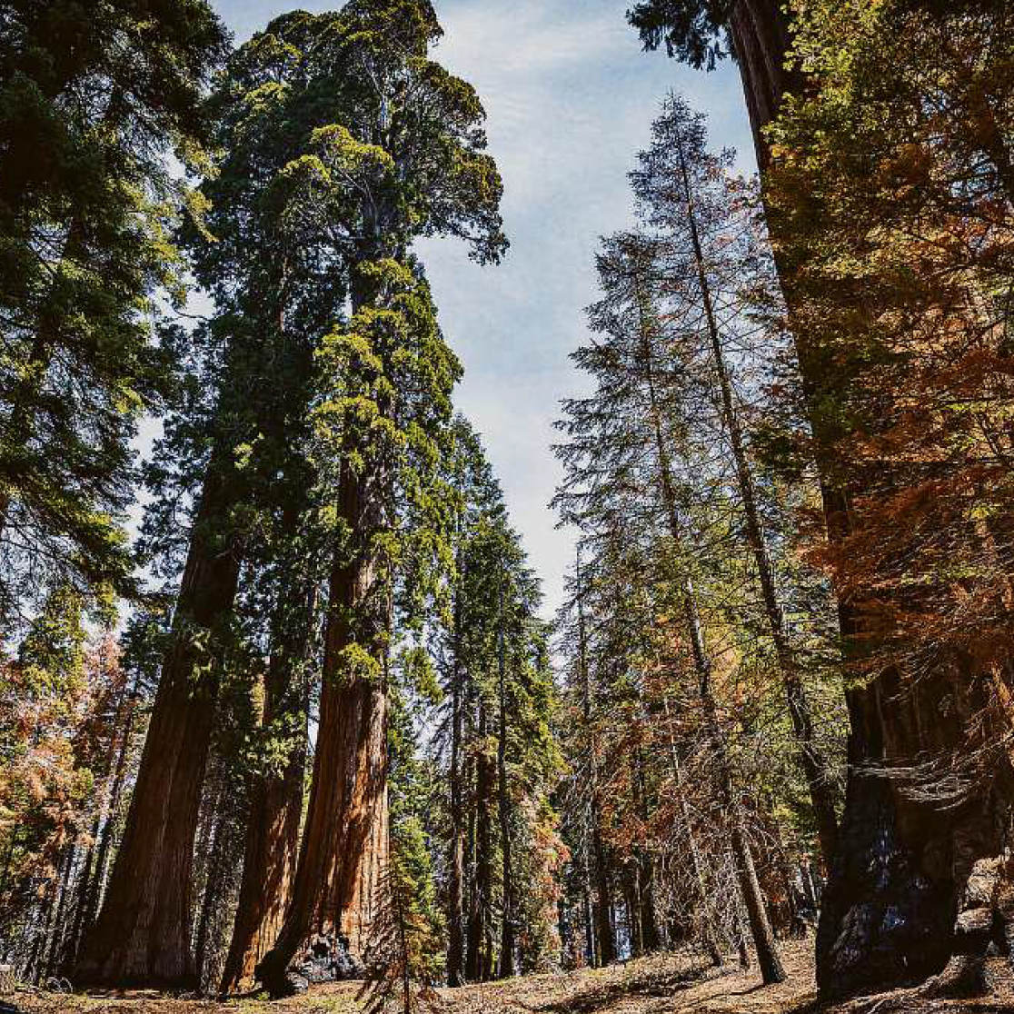 redwood forest