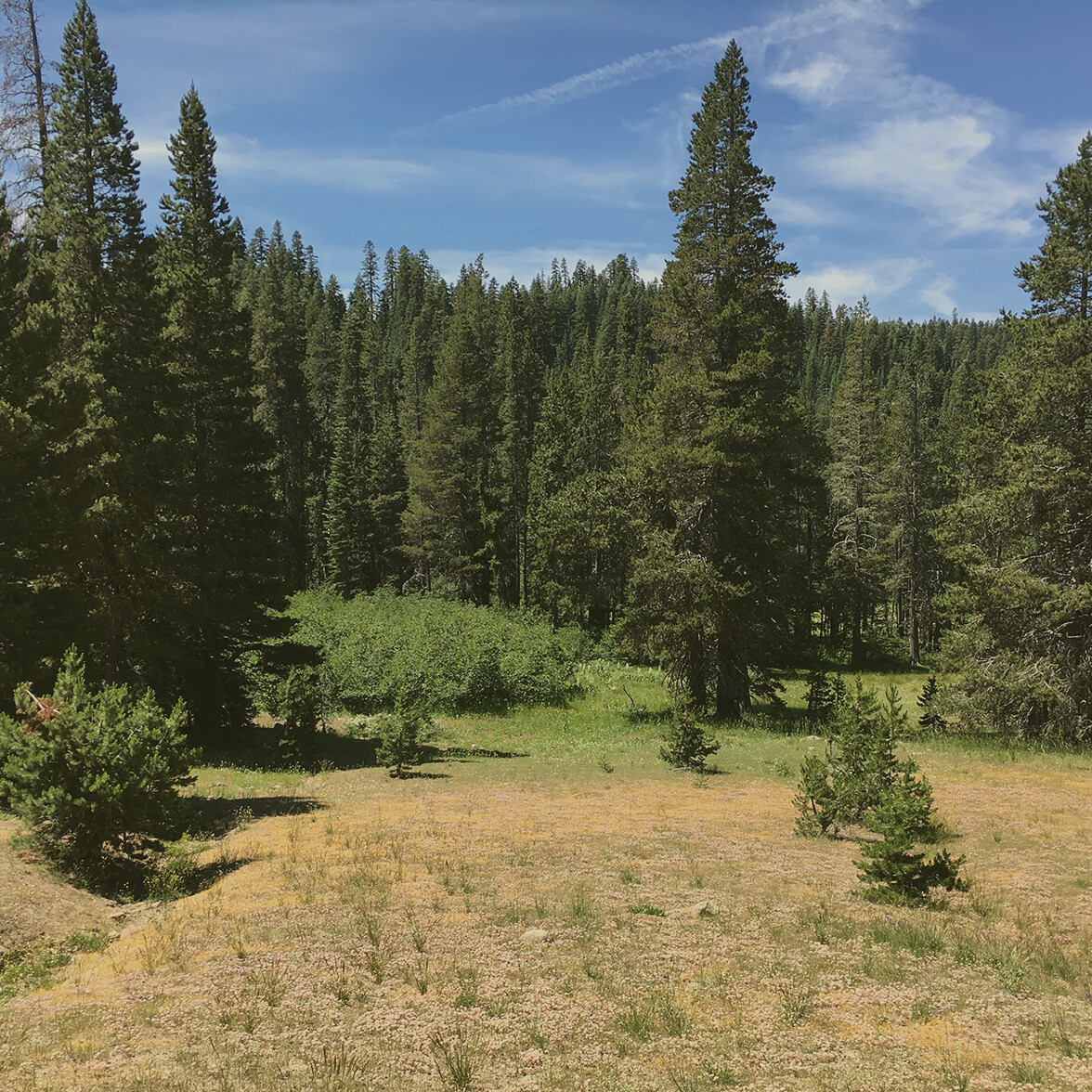 Photo of Yuba Forest