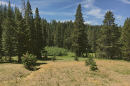 Photo of Yuba Forest