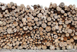 photo of a stack of recently cut timber