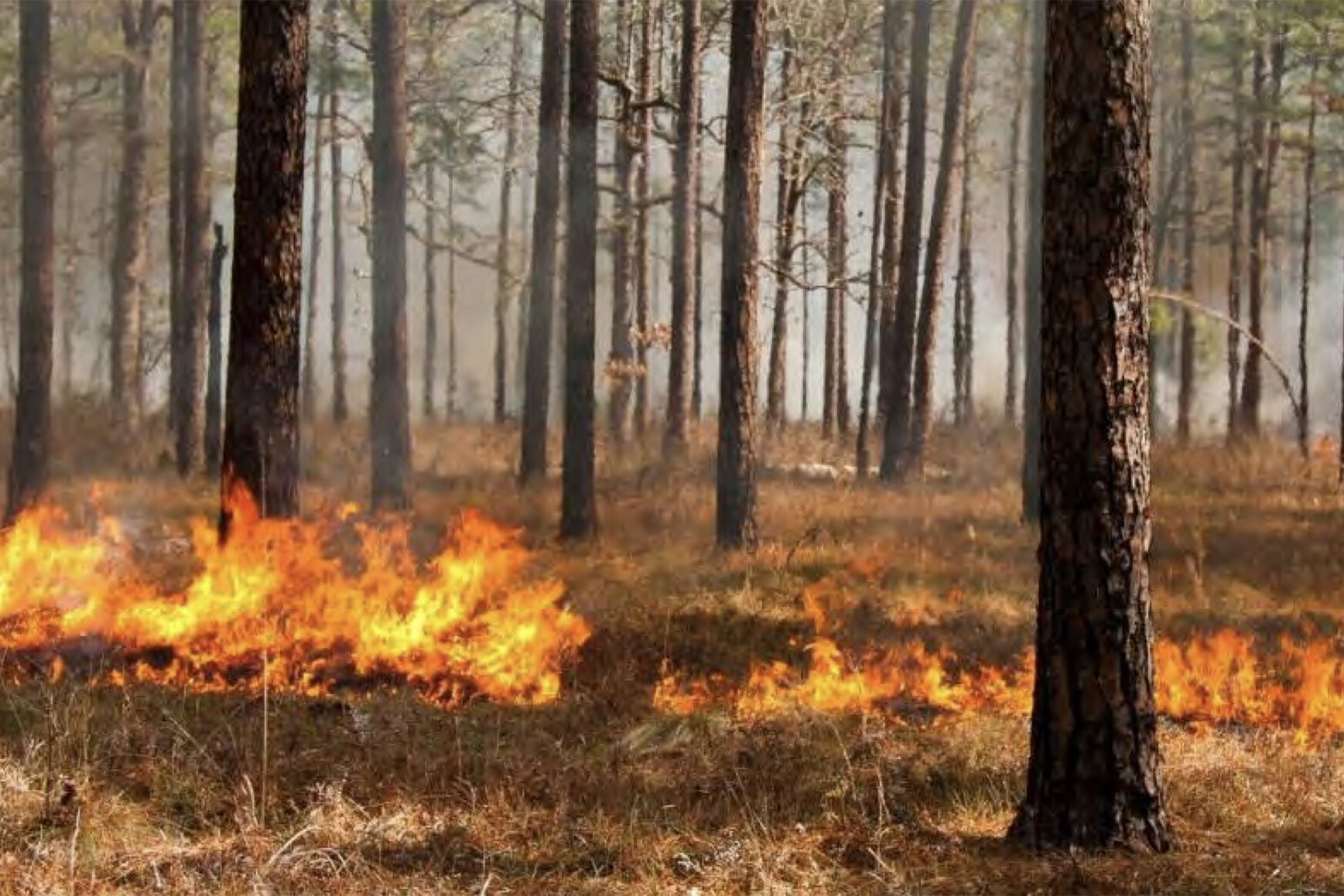photo of prescribed fire burning through forest floor