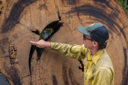 man looking over burn scar in tree stump