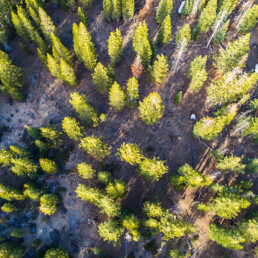 Looking down on pine trees