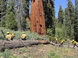Sequoia grove work