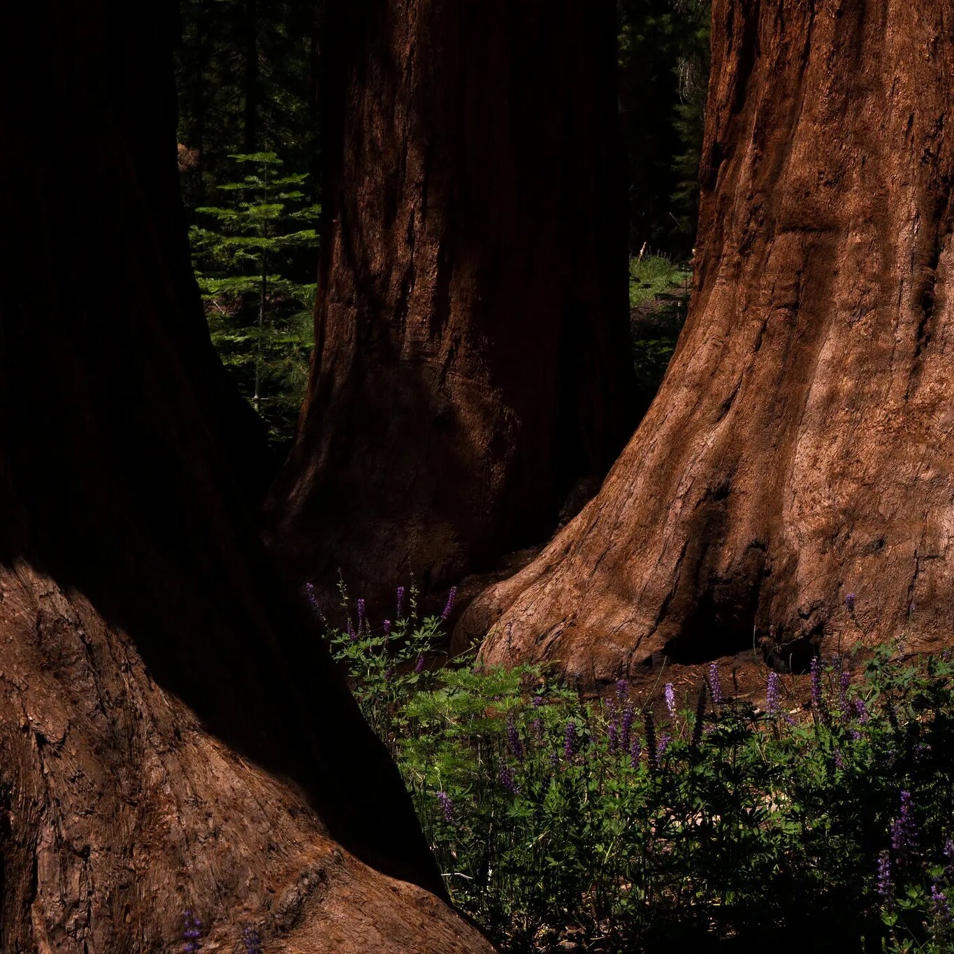 giant sequoia tree