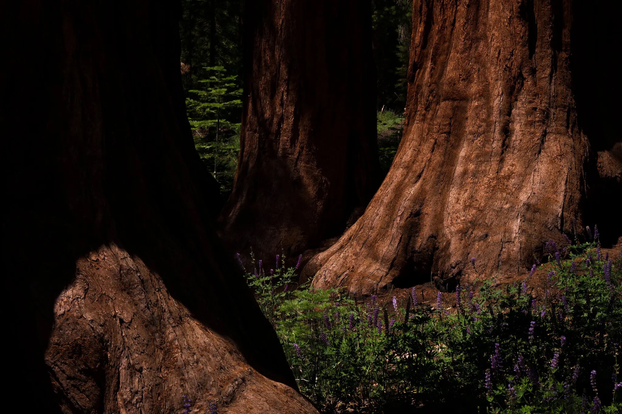 giant sequoia tree