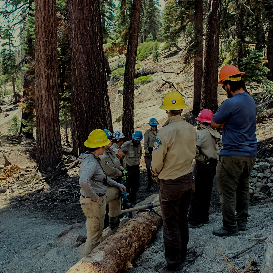 forest workforce