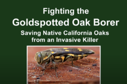 Fighting the Goldspotted Oak Borer Saving Native California Oaks from an Invasive Killer