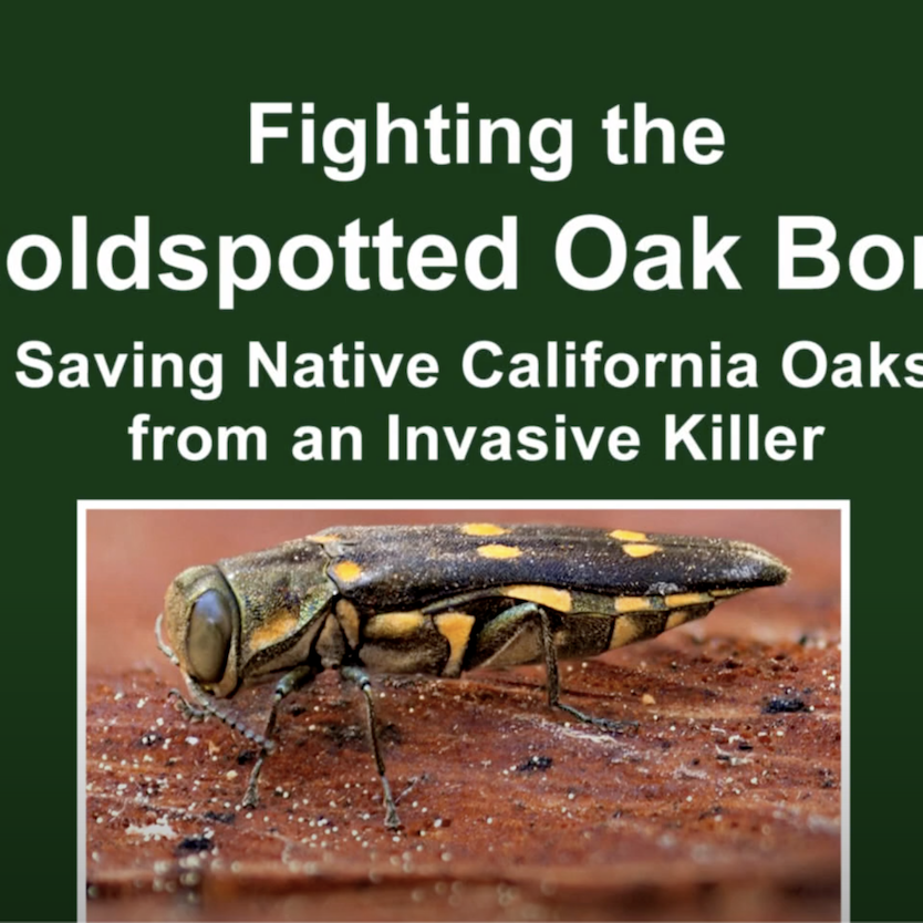 Fighting the Goldspotted Oak Borer Saving Native California Oaks from an Invasive Killer
