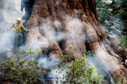 Man Standing on Sequoia Tree Stump