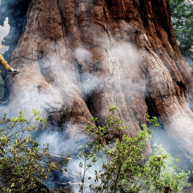 Man Standing on Sequoia Tree Stump