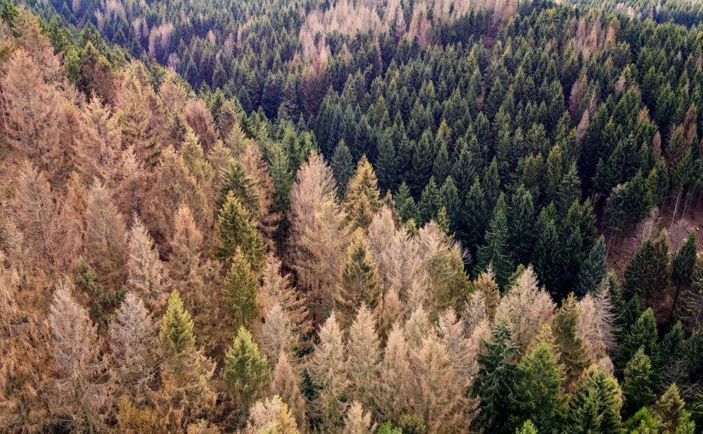 Survey Detects 36 Million Dead Trees in California - California ...