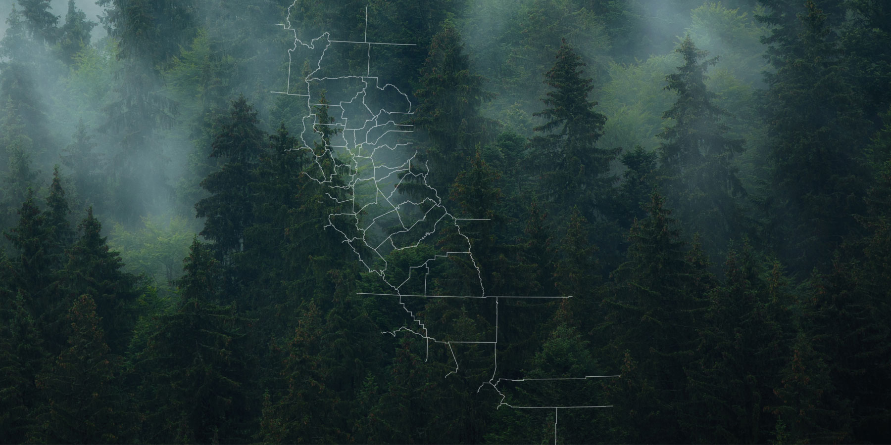 Fog Covered Trees with Transparent Map of California on Top
