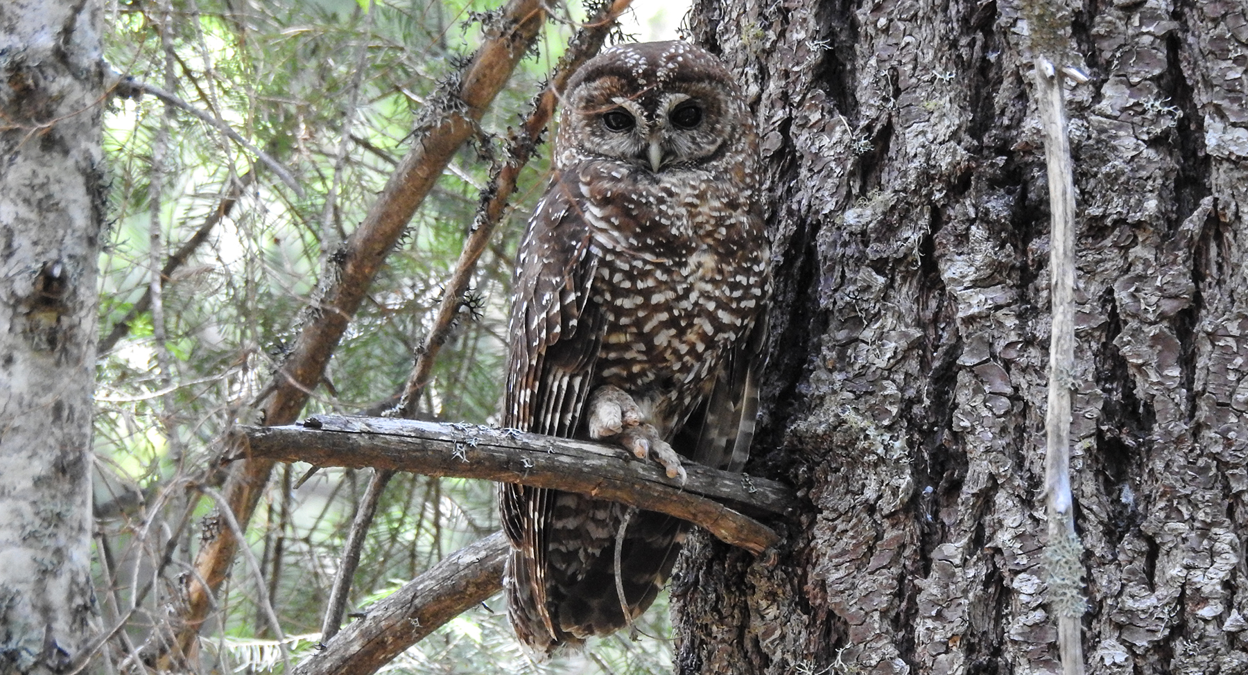 Spotted Owl on Tree Branch