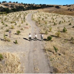 Three People Standing on a Fire Road with Newly Planted Trees Around them