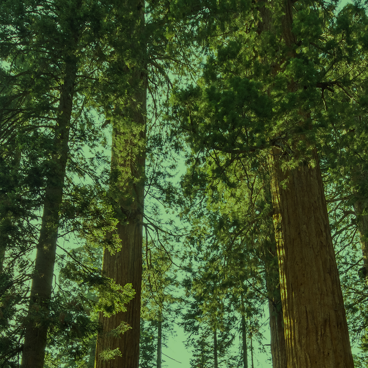 Trees at Sequoia National Park