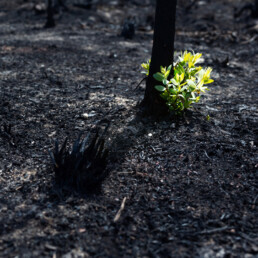 New leaves burst forth from a burnt tree after forest fire.The rebirth of nature after the fire.Ecology concept