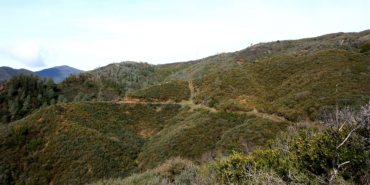 Chaparral vegetation in the Mayacamas Mountains