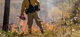 A firefighter starts a fire to serve as a firebreak to prevent spread of a brush fire.