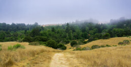 Fog rolling over hills and meadows, Santa Cruz, California