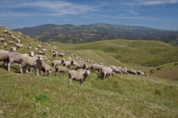 Sheep Grazing on Hill
