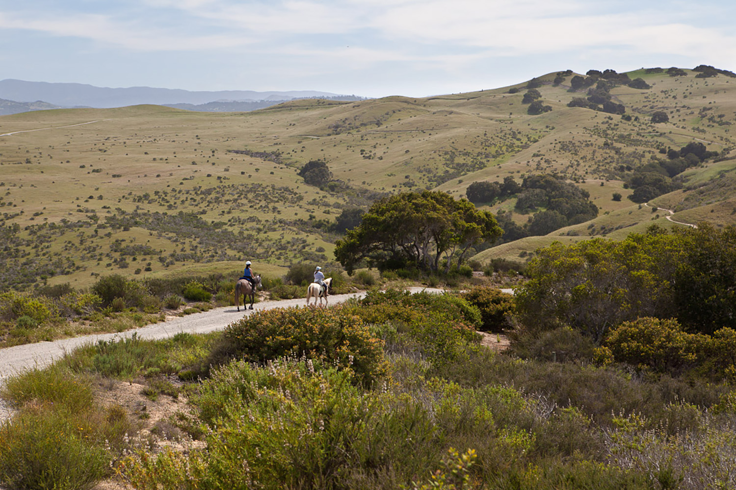 Hills with Trail and Horses